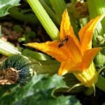Planter les courgettes