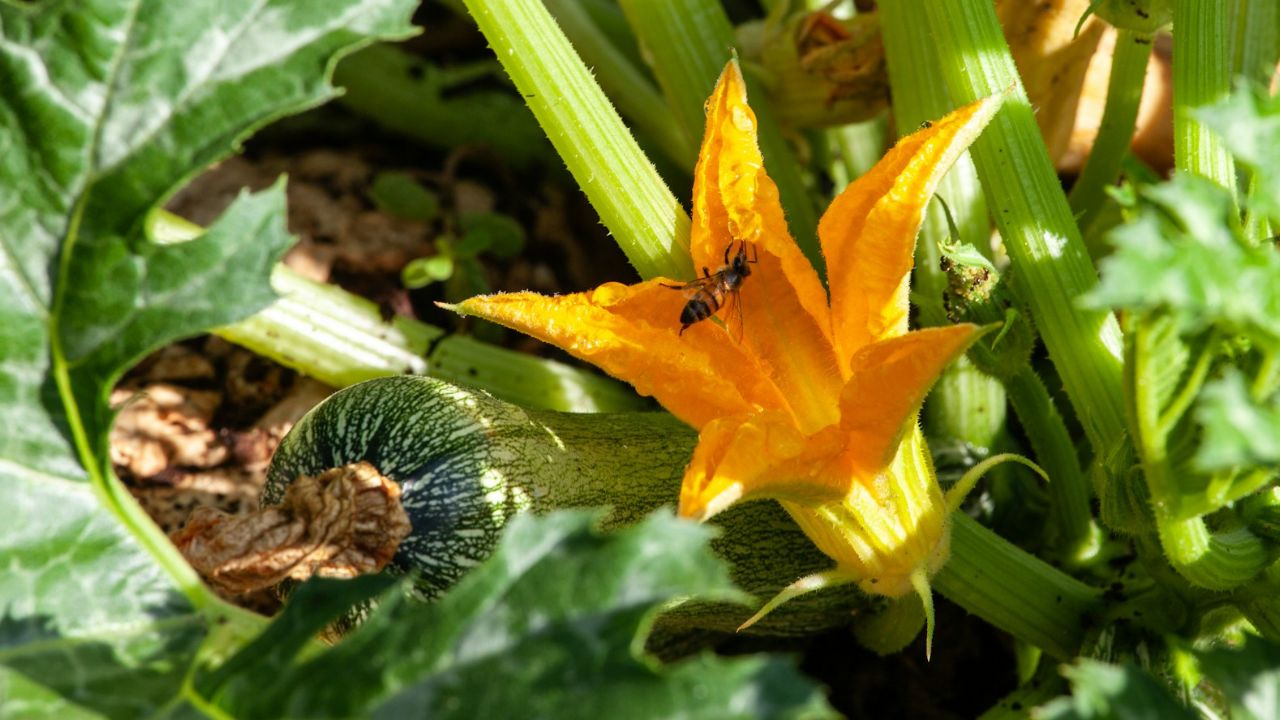 Planter les courgettes