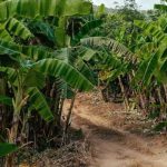 Distance planter des bananiers entre eux