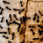Mini fourmis dans la maison