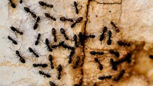 Mini fourmis dans la maison