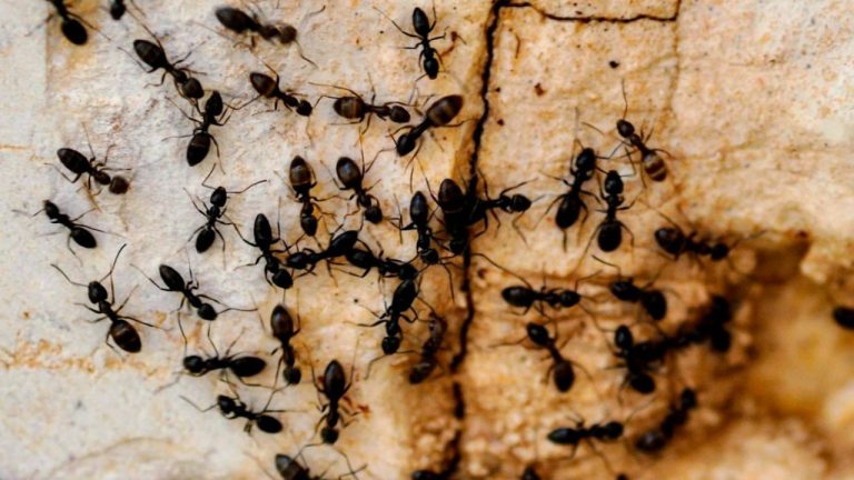 Mini fourmis dans la maison