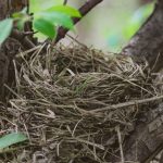 Nid de mésange abandonné