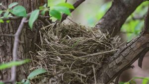 Nid de mésange abandonné