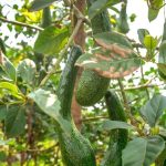 Mon avocatier a les feuilles tombantes