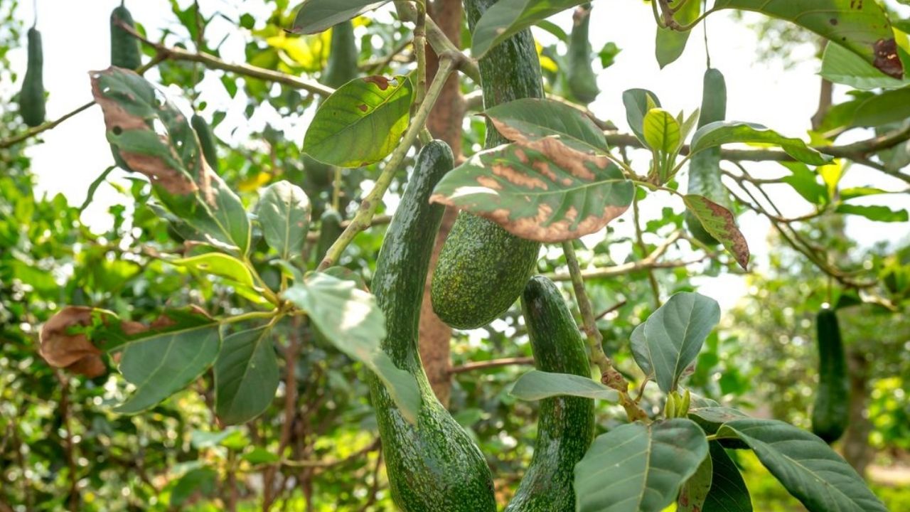 Mon avocatier a les feuilles tombantes