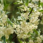 Floraison des oliviers