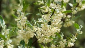 Floraison des oliviers
