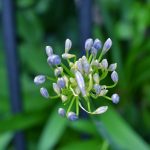 Tailler les agapanthes