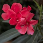 Transplanter un laurier-rose en pleine terre