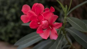 Transplanter un laurier-rose en pleine terre