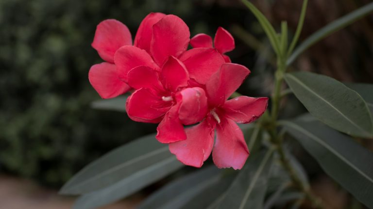 Transplanter un laurier-rose en pleine terre