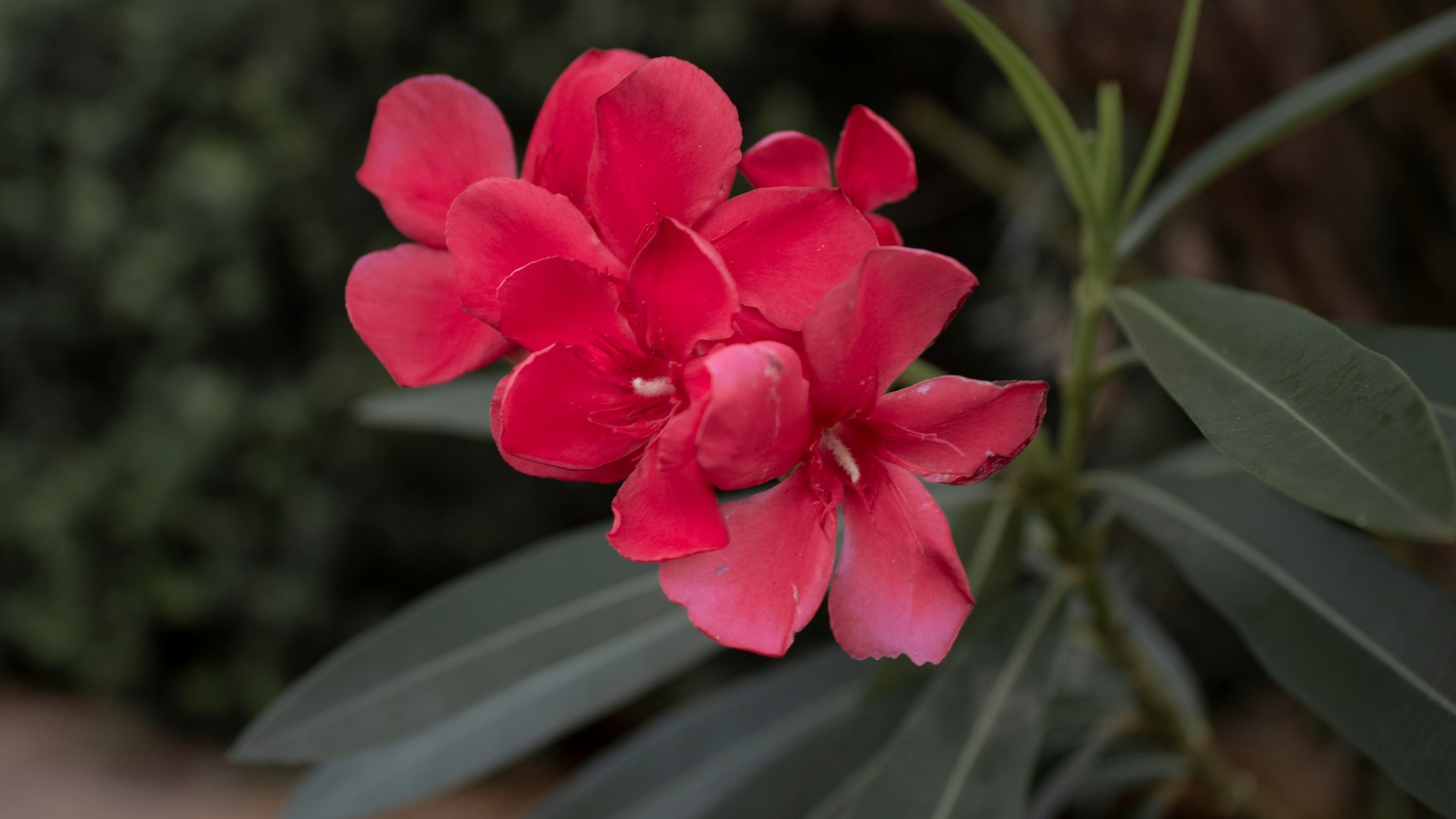 Transplanter un laurier-rose en pleine terre