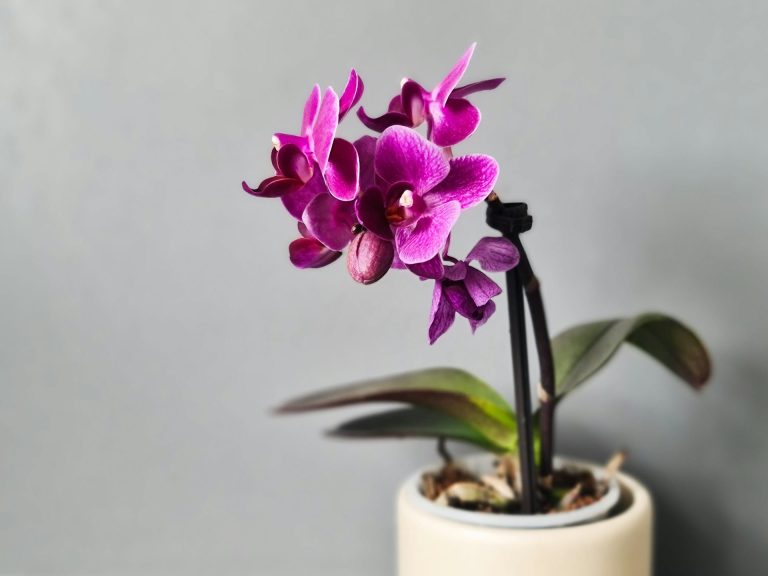 Tailler une orchidée après floraison